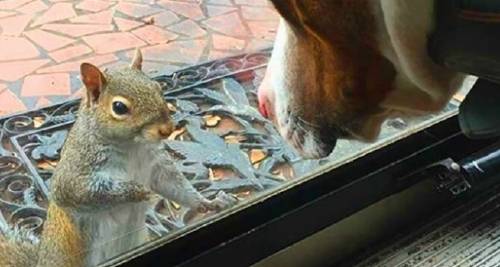 Salvan la vida de esta ardilla y vuelve a su ventana durante 8 años, un día ..
