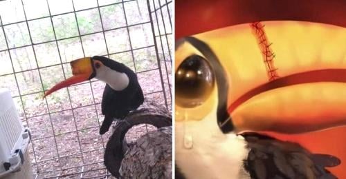 22 tucan bolivia maltrato dolor prision culpables selva 22 tucan bolivia maltrato dolor prision culpables selva