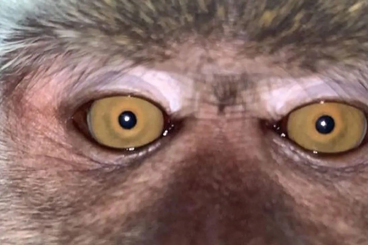 Un mono robó su celular y luego lo recuperó con fotos increíbles