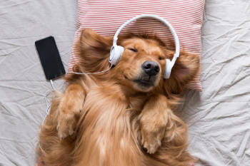 Un perro con auriculares en una cama
