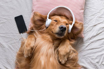 perro auriculares cama Un perro con auriculares en una cama