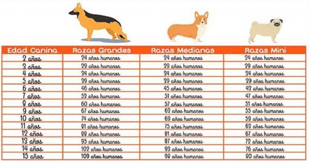 Edad perruna: ¿cómo saber la verdadera de tu perro?