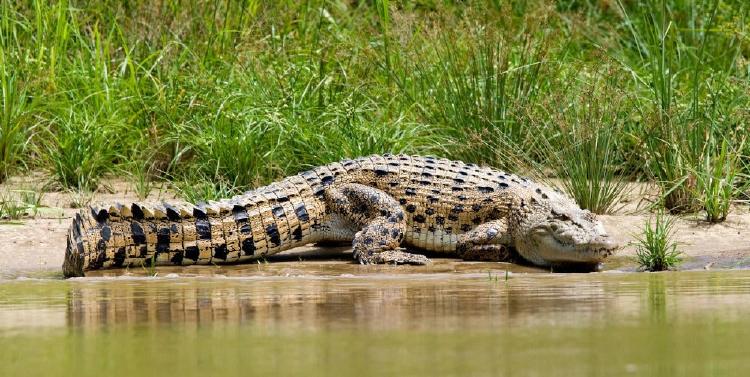 1693433617_archive_cocodrilo_AdobeStock_405165119_rz1000 1693433617_archive_cocodrilo_AdobeStock_405165119_rz1000