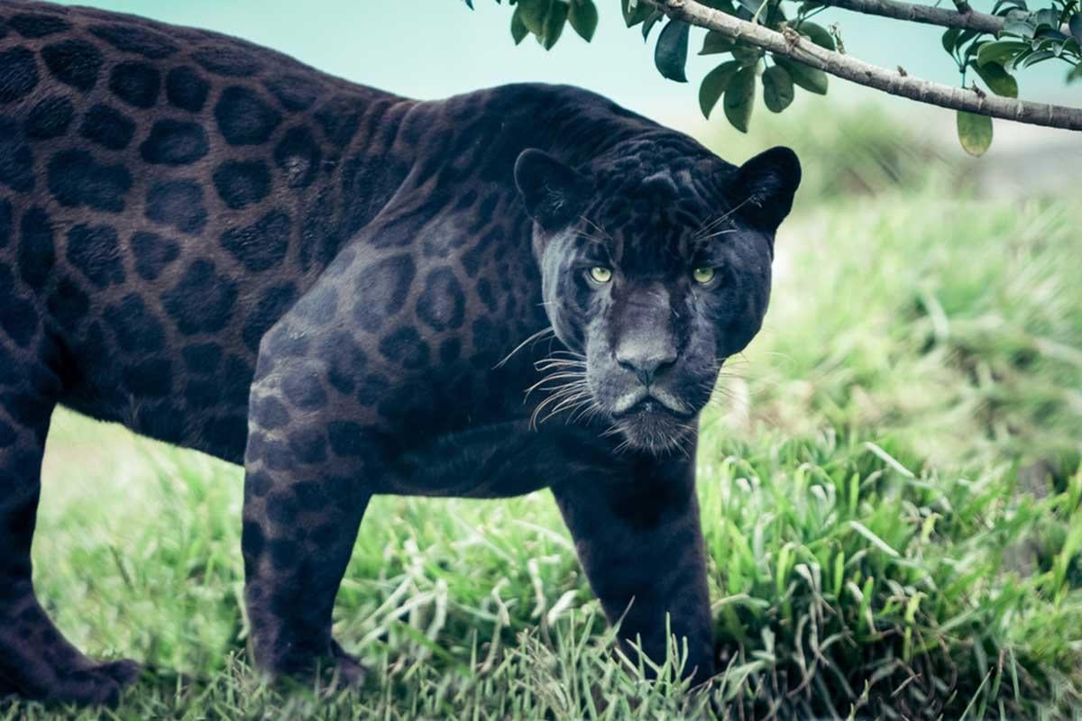 Logran fotografiar a un extraño leopardo negro en la India