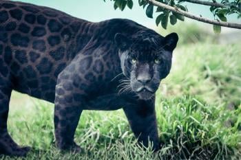 leopardo negro1 leopardo negro1