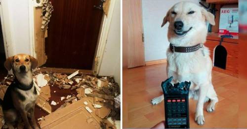 25+ fotografías que muestran que dejar a tu perro solo en casa es una mala idea