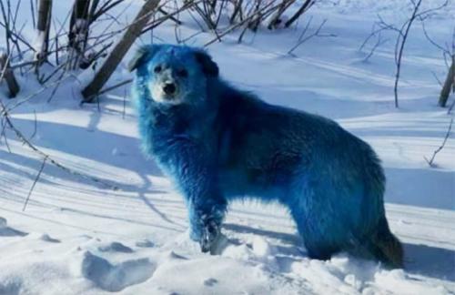 Los misteriosos perros azules que aparecieron en las calles de Rusia