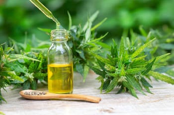 Cannabis sativa Cannabis sativa