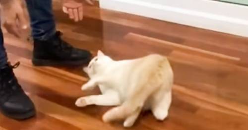 Este gatito disfruta deslizarse por el piso, espera ansioso compartir este mom..