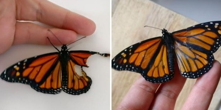Así realizaron un trasplante de alas a una mariposa tras encontrarla herida