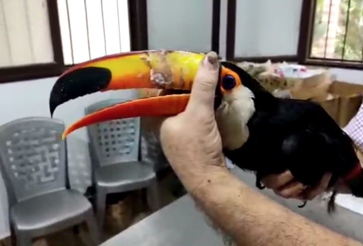 tucan-bolivia-maltrato-dolor-prision-culpables-selva0003