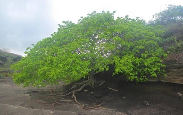 El árbol de la muerte, el más peligroso de la tierra.