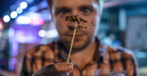 Comer insectos Comer insectos