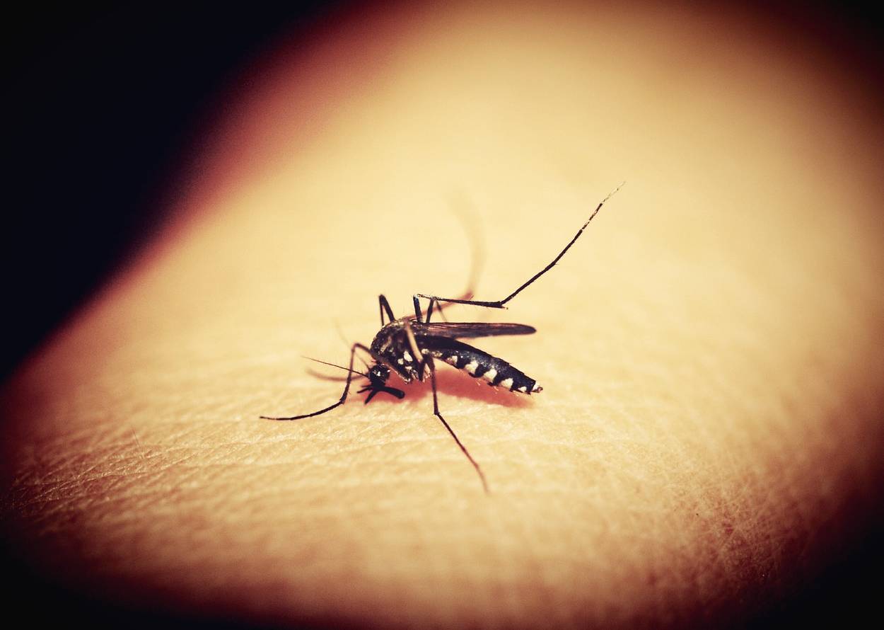 Se ha puesto en marcha un plan para erradicar a los mosquitos de la Tierra