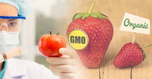 3 Maneras sencillas de distinguir los alimentos transgénicos de los normales 3 Maneras sencillas de distinguir los alimentos transgénicos de los normales