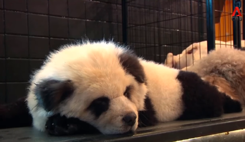 En un café en China le tiñen el pelo a los perros para que parezcan pandas