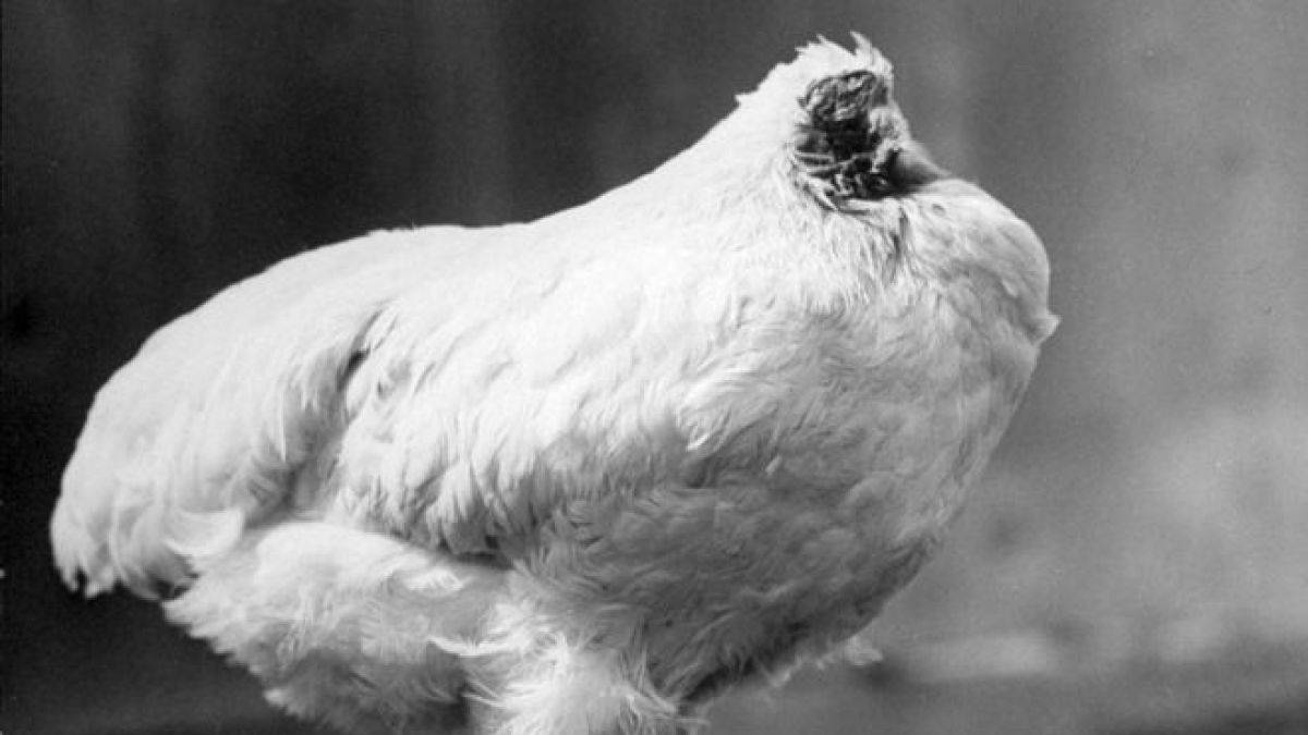 El pollo que vivió 18 meses sin cabeza.