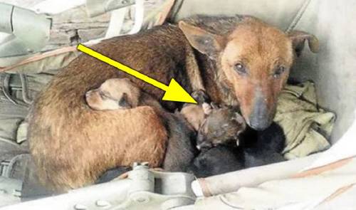 Encuentran a perra callejera con 6 cachorros - ven de cerca y sale una mano en..
