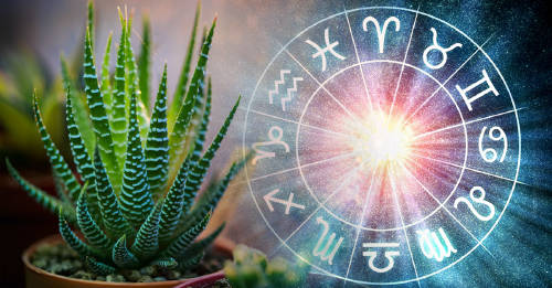 planta signos malas energias