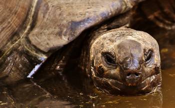tortuga tortuga