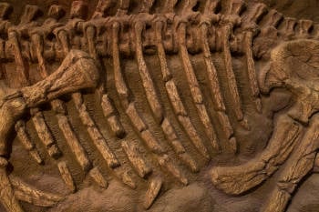 fosil fosil dinosaurio
