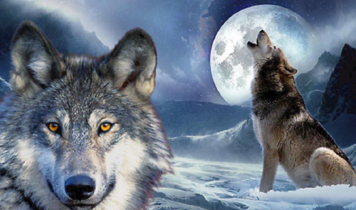 Esta es la historia de los dos lobos, a pesar de que no tardarás mucho en lee..