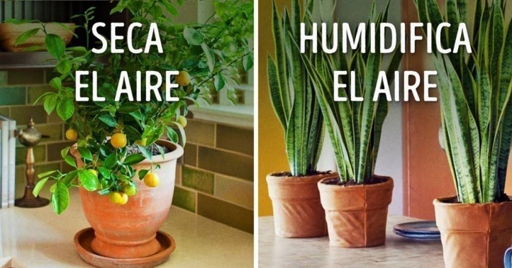 10 plantas para tener un microclima perfecto en el hogar