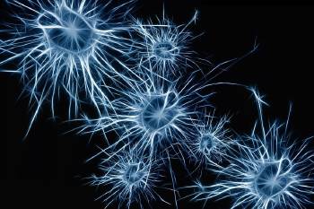 Neurona Neurona