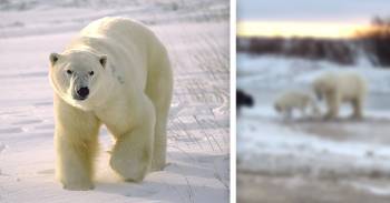 oso polar encuentra perro encadenado