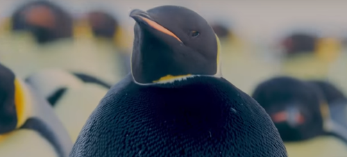 ¿Podría ser este el pingüino más raro del planeta?