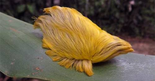 Si alguna vez te encuentras con este animal ¡aléjate lo más rápido posibl..