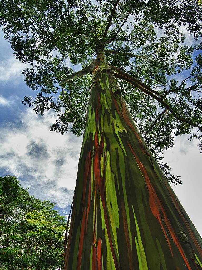 El árbol más colorido de la tierra