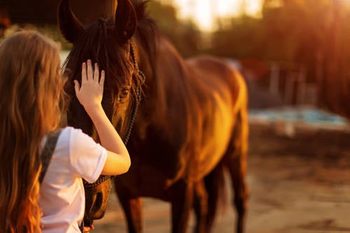 Fue nombrado “El caballo más hermoso del mundo”. Pero lo que descubrieron..
