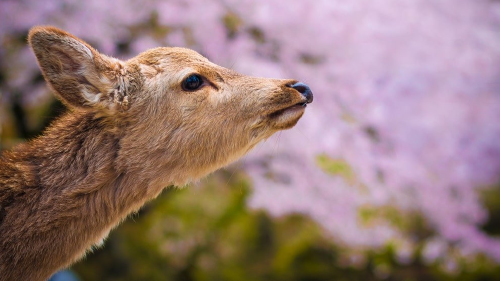 Manadas de ciervos aparecen en un parque de Japón para disfrutar de los cerezos