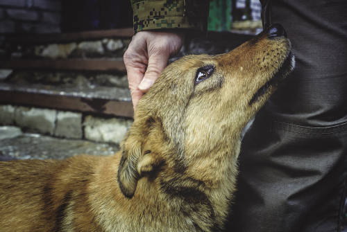 Héroes de los perros: la pareja que ayuda a los callejeros durante la cuarentena