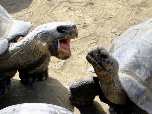 El matrimonio de estas dos tortugas acaba tras 115 años 
