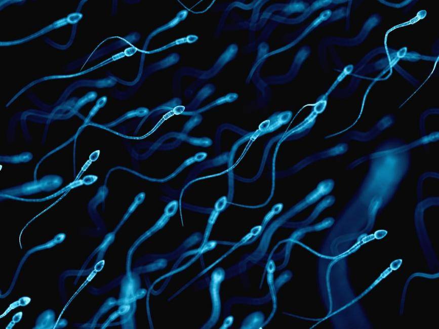 Sexualidad masculina: así cambia el esperma a través de los años