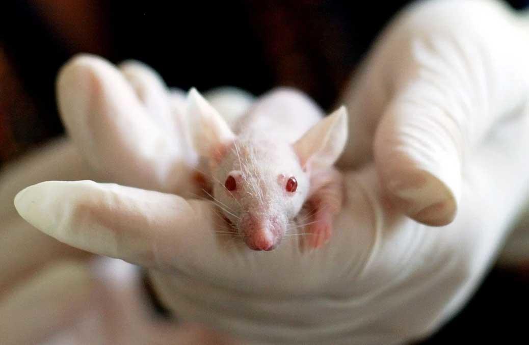 Científicos enviaron ratones al espacio y descubrieron proteínas que podrían retrasar el envejecimiento
