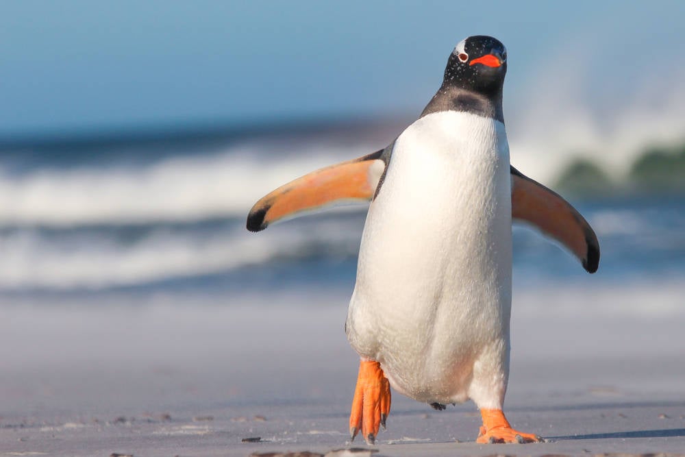 Los agarraron infraganti: la fotografía de los pingüinos que se ha vuelto viral