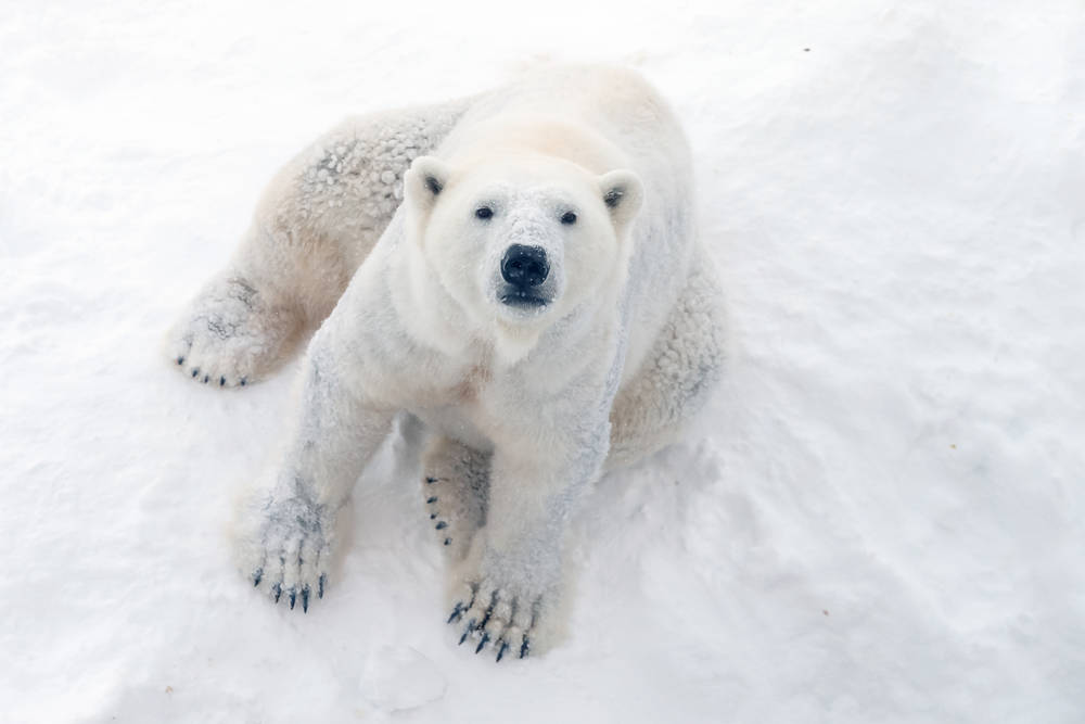 Aumenta el canibalismo entre osos polares por el derretimiento del Ártico
