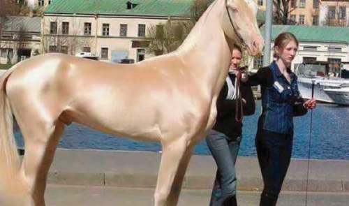 Este es conocido como el caballo más hermoso del mundo, el secreto se encuent..