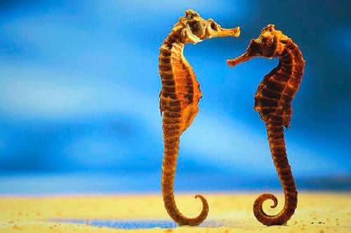 caballitodemar caballitodemar