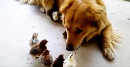 Golden retriever demuestra ser el mejor papá del mundo al adoptar a 10 pollitos