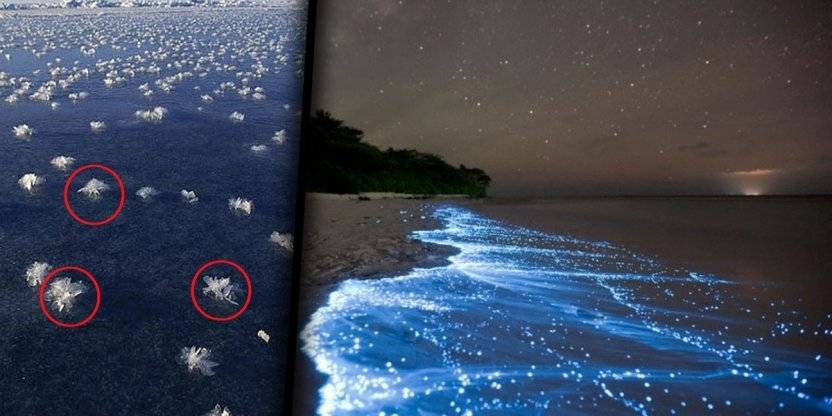 Algunos fenómenos increíbles del océano que seguramente desconoces