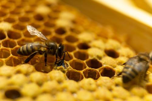 "Bulldog volador": así es la abeja más grande del mundo