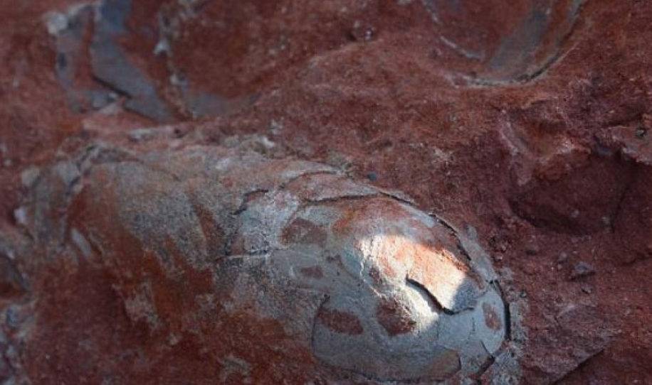 Encuentran huevos de dinosaurios bien conservados de hace 120 millones de años