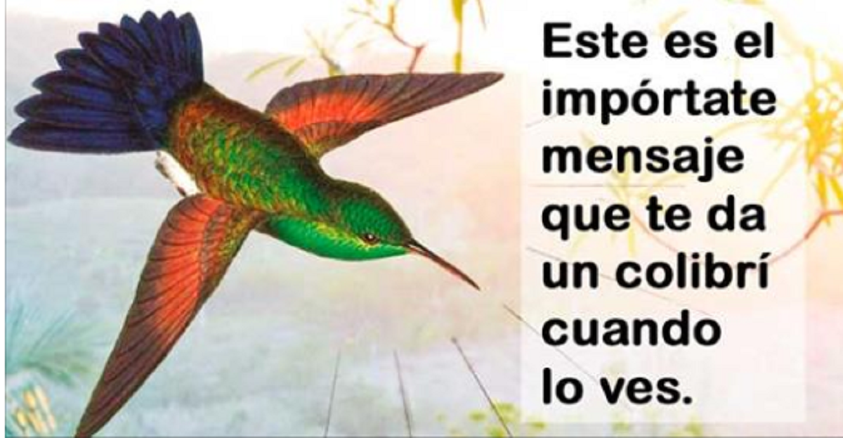 Cuando veas un colibrí dale gracias, te está tratando de decir 1 de estos 9 ..