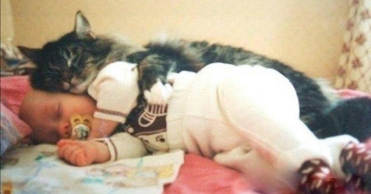 Por estas razones los gatos suelen descansar sobre nuestro cuerpo