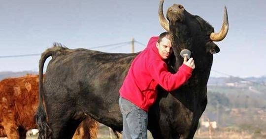 Este chico adoptó un toro de corridas y le muestra a todo el mundo lo que es ..
