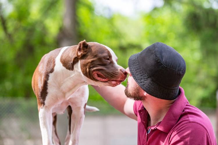 amor mascota